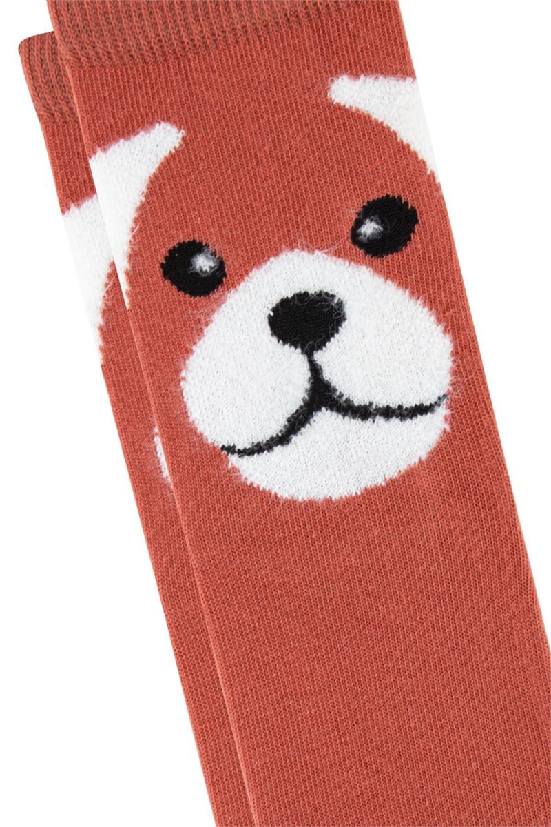 BROSS DOG PATTERN BOYS SOCKET SOCKS ASORTY